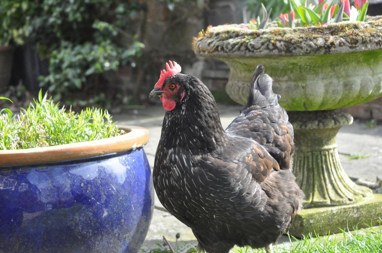 Little Tidebrook Farm Bed and Breakfast Wadhurst Εξωτερικό φωτογραφία